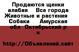 Продаются щенки алабая  - Все города Животные и растения » Собаки   . Амурская обл.,Октябрьский р-н